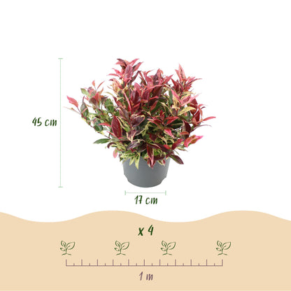 GreenboutiQ - Gartenpflanze - Leucothoe Colour Diamond - Bunt - 1 Pflanze - Immergrün - Wenig Pflege - Topf 17cm Höhe 45cm 
