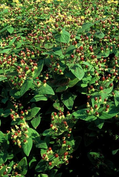 Johanniskraut Hypericum inodorum 'Beauty' – ↕10-25cm – Ø9cm – 6 Pflanzen – pflegeleichter Strauch – gelbe Blüten – bienenfreundlich 