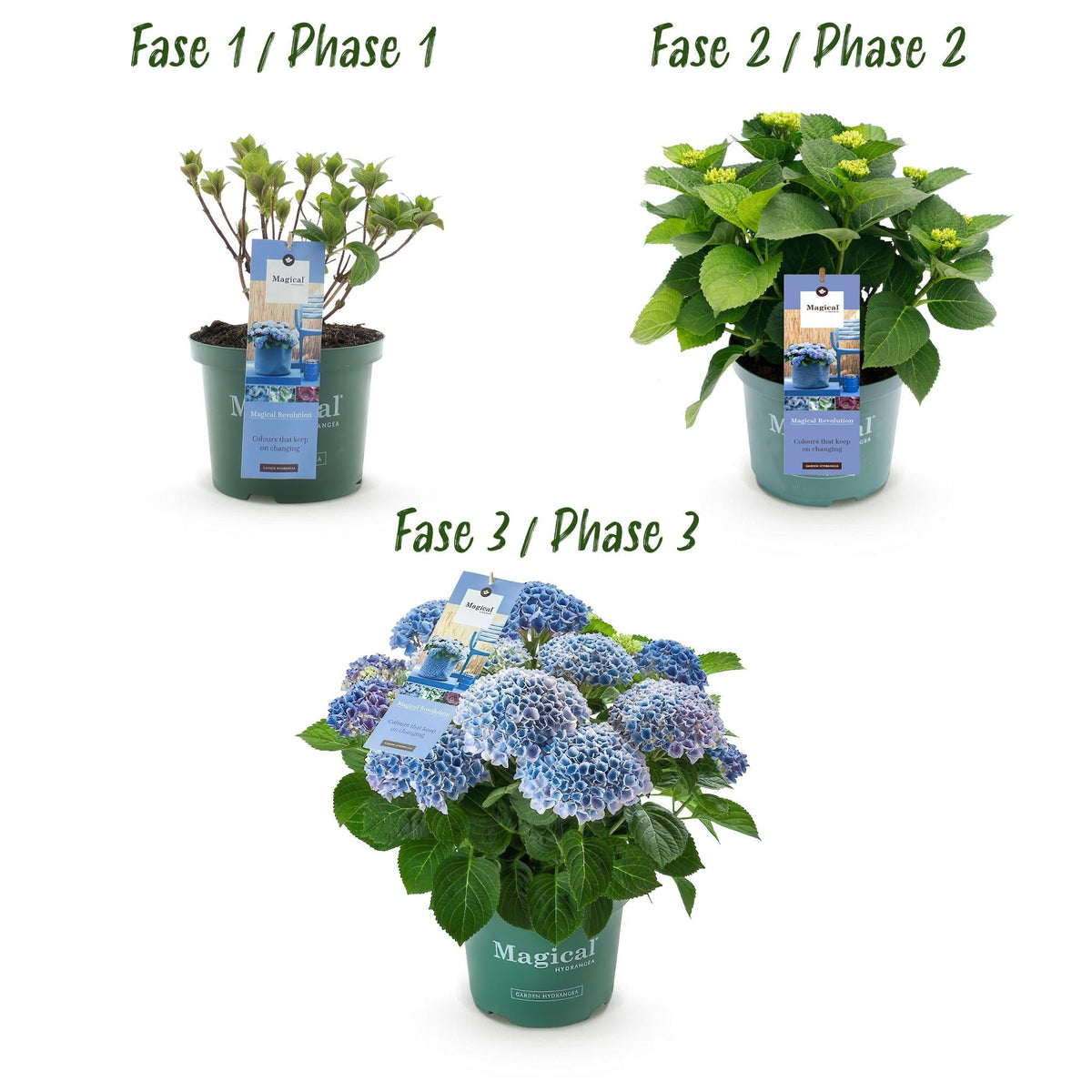 Hortensie Magical Revolution Blue – Blau – 2 Pflanzen – Hydrangea macrophylla – 23 cm – Ca. 55 cm hoch – 6–10 Blüten – Für Beet, Balkon & Terrasse – Pflegeleicht & winterhart 