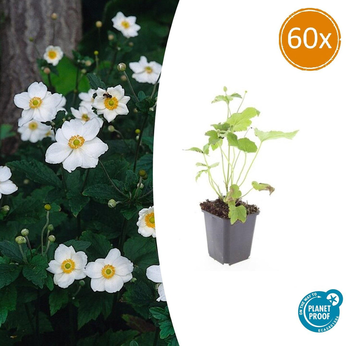 Japan – Herbst – Anemone hyb. 'Honorine Jobert' – ↕10-25cm – Ø9cm – Herbstblüher – Pflegeleicht – Ansicht 28
