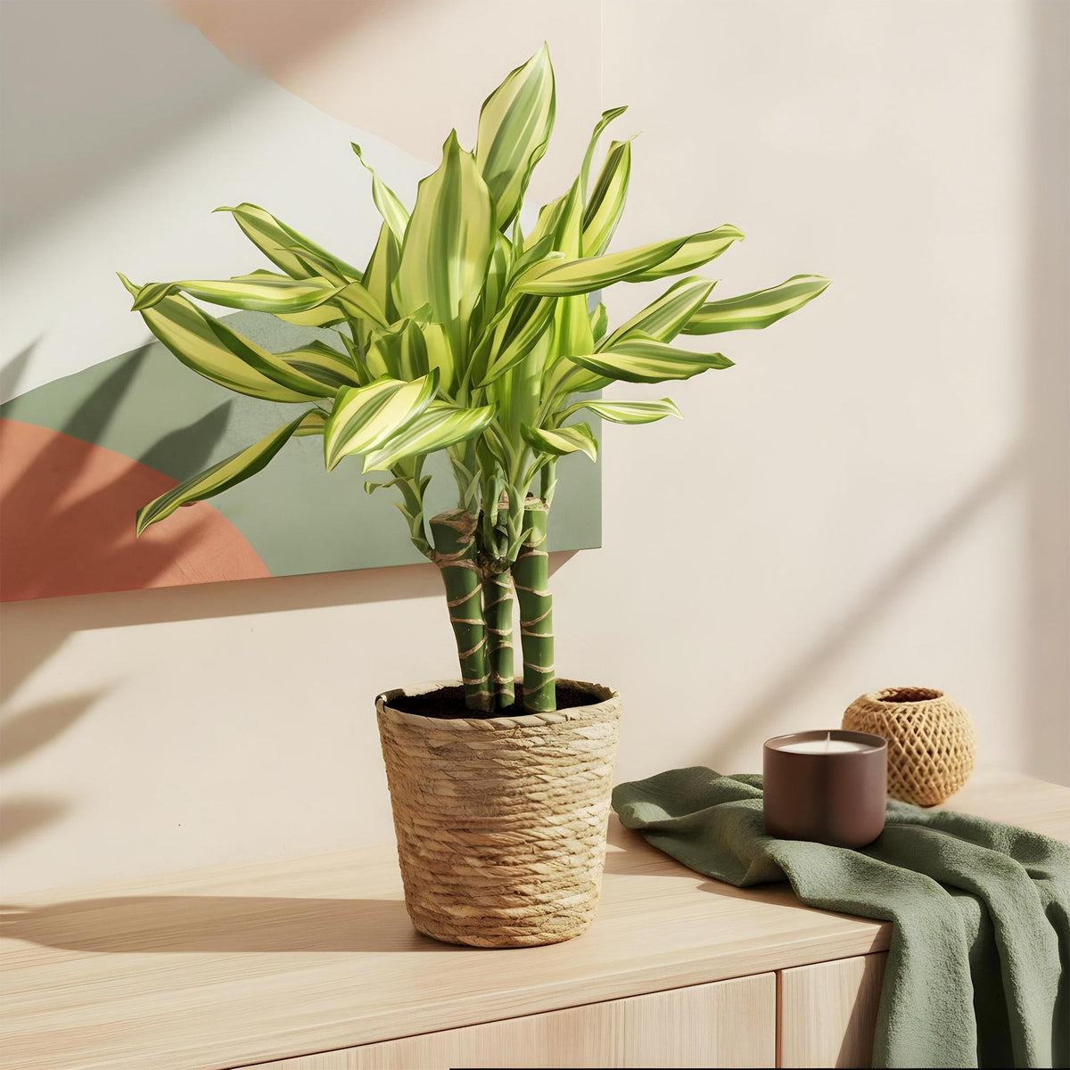 Green boutiQ - Zimmerpflanzen - Dracaena fragrans Diamond Dream - Drachenbaum - Wenig Pflege - mit Korb - Bunt - 1 Pflanze - Topf 17cm - Höhe 50-55cm 