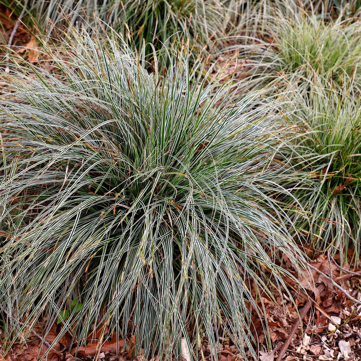GreenboutiQ - Ziergräser - Carex oshimensis Everest - Weiß und Grün - 1 Pflanze - Immergrün - Winterhart - Topf 17cm Höhe 50cm 