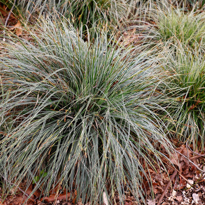 GreenboutiQ - Ziergräser - Carex oshimensis Everest - Weiß und Grün - 1 Pflanze - Immergrün - Winterhart - Topf 17cm Höhe 50cm 
