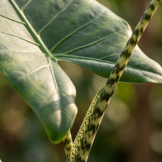 Green boutiQ - Zimmerpflanze - Elefantenohr - Alocasia Zebrina - Grün - Pflegeleicht - 1 Pflanze - Topf 21 cm - Höhe 70 - 75 cm 