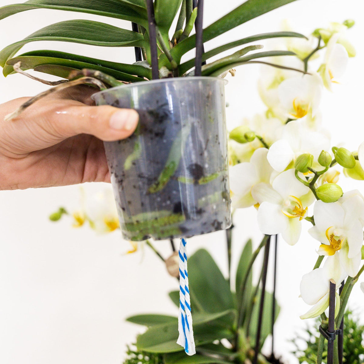 Kolibri Orchids | weißes Pflanzenset im Baumwollkorb inkl. Wassertank | drei weiße Orchideen Lausanne 9cm und drei Grünpflanzen | Dschungelstrauß weiß mit autarkem Wassertank 
