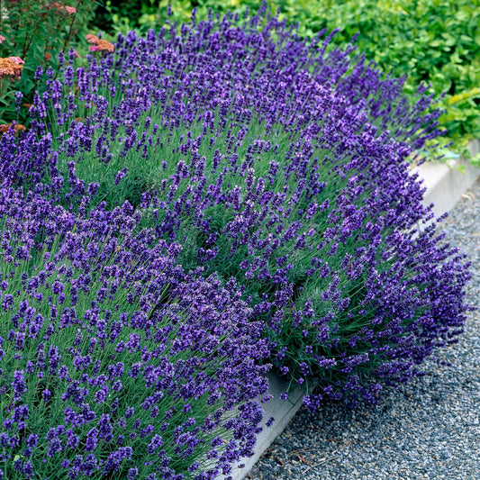 Green boutiQ - Gartenpflanze - Lavandula angustifolia Hidcote - Lavendel - Winterhart - Lila - 3 Pflanzen - Topf 12cm - Höhe 15-25cm 