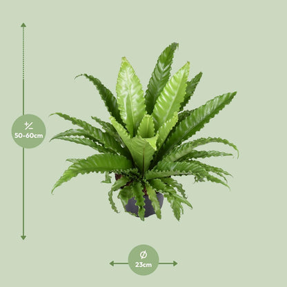 Nestfarn – Asplenium Antiquum Osaka – Zimmerpflanze – Ø23 cm – ↕60 cm – Üppige grüne Wedel – Pflegeleicht 