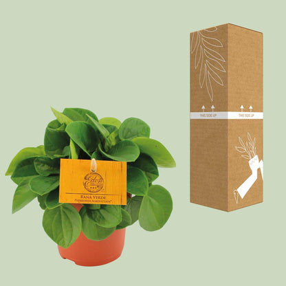 Zwergpfeffer – Peperomia Rana Verde – Zimmerpflanze – Ø11 cm – ↕15 cm – Pflegeleicht – Halbschatten – Glänzendes Blattwerk 