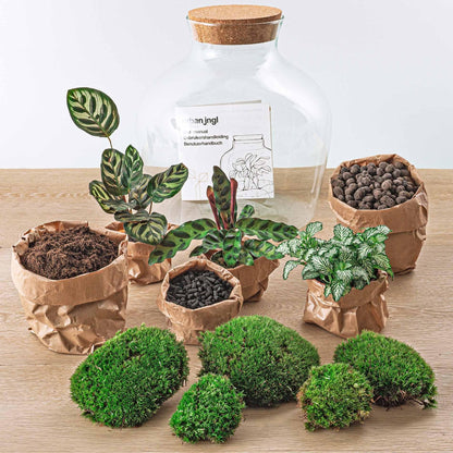 Flaschengarten - DIY Bausatz - Terrarium - Fat Joe - ↕ 30 cm 