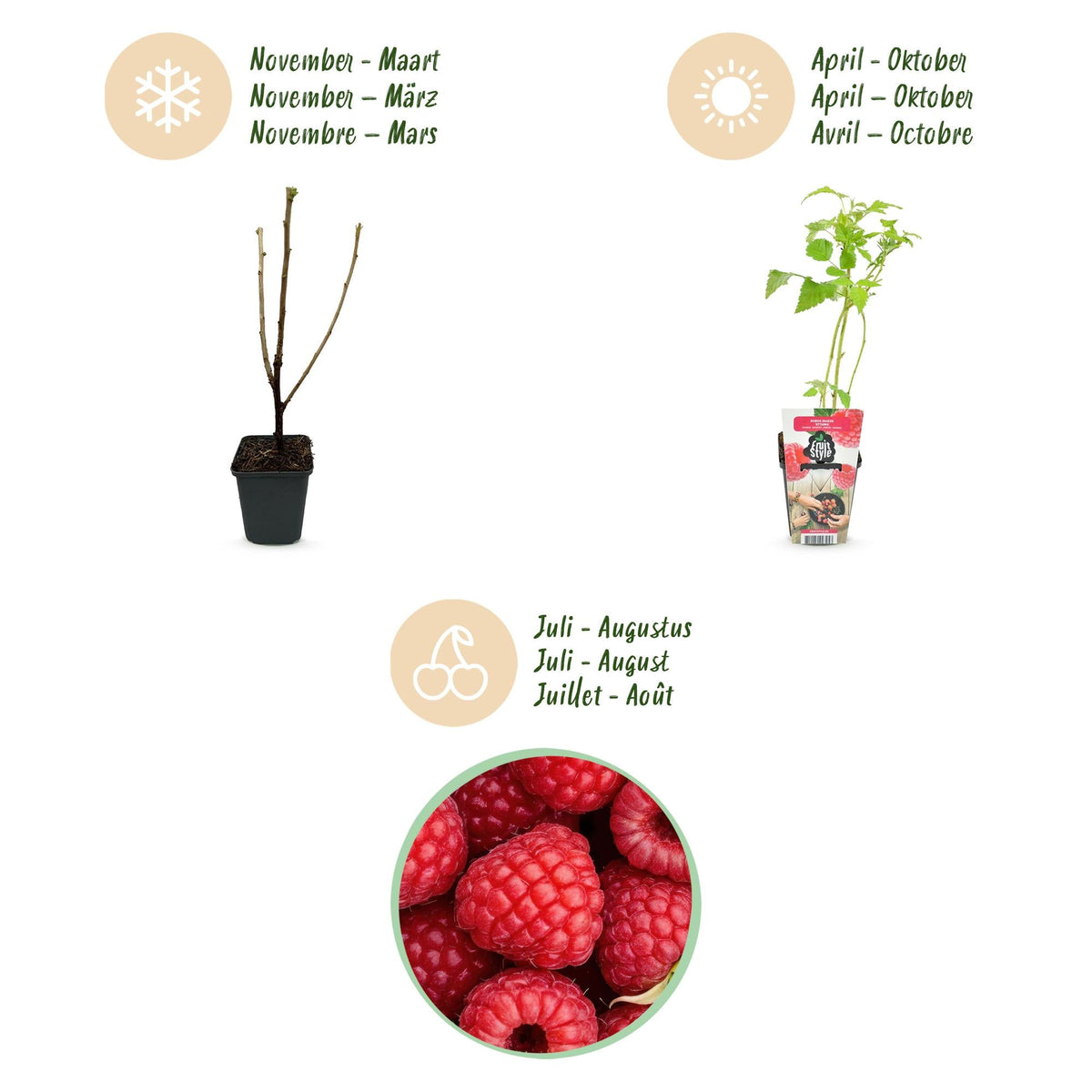 Himbeere Rubus idaeus Ottawa winterhart Ø9cm Höhe 30cm – Rote Himbeere für Garten Beet Balkon & Terrasse – Ansicht 14