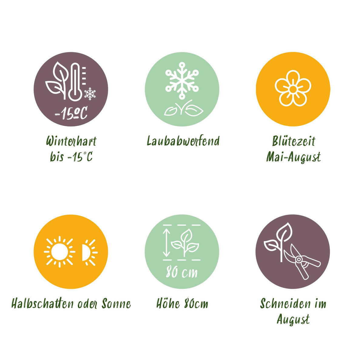 Green boutiQ - Gartenpflanze - Hydrangea macrophylla Rosa - Hortensie - Winterhart - Rosa - 1 Pflanze - Topf 12cm - Höhe 20-30cm 