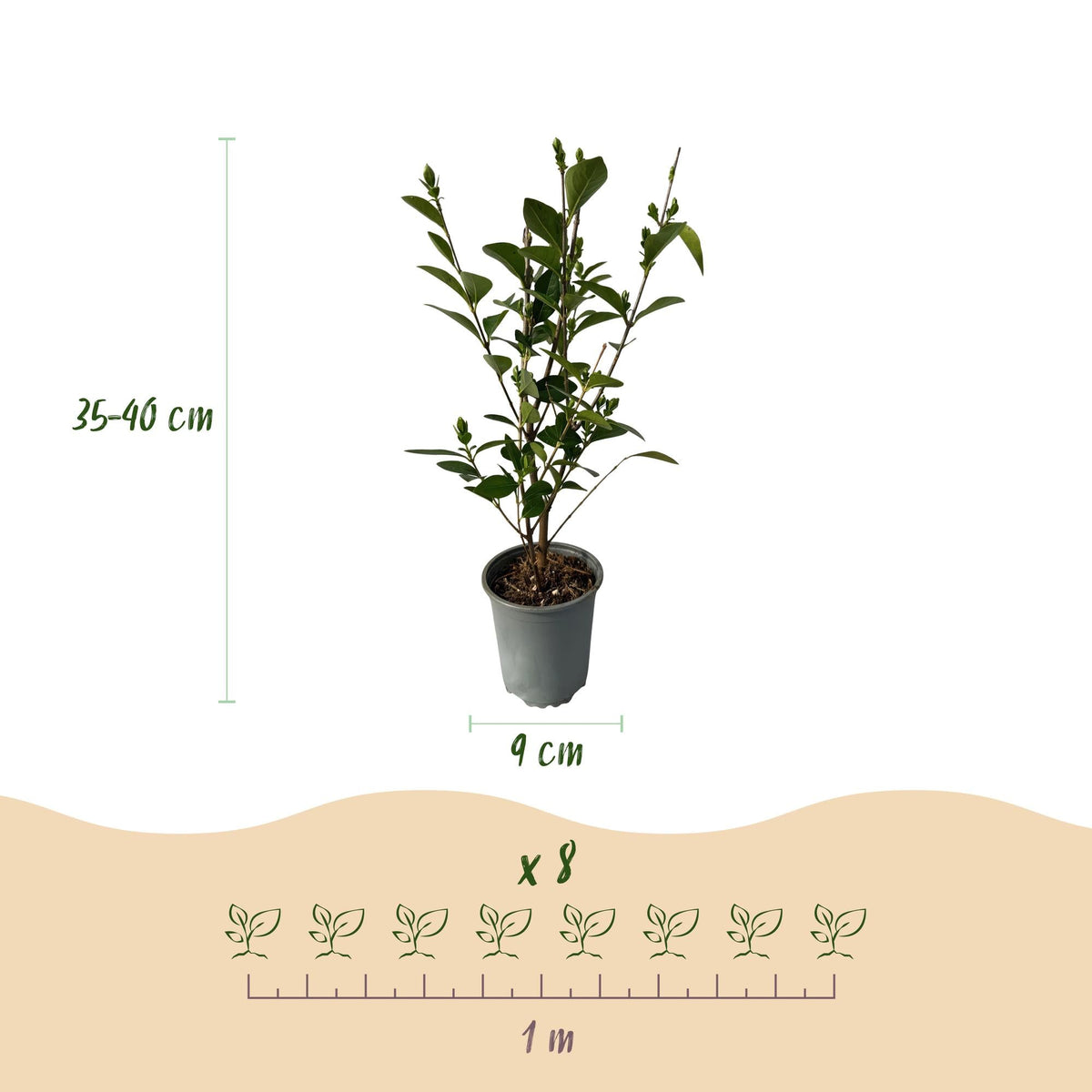 Ovalblättriger Liguster Ligustrum ovalifolium – Immergrüne Heckenpflanzen – 8 Pflanzen – 1 m – 9 cm Höhe 35–40 cm – Grün – Pflegeleicht 