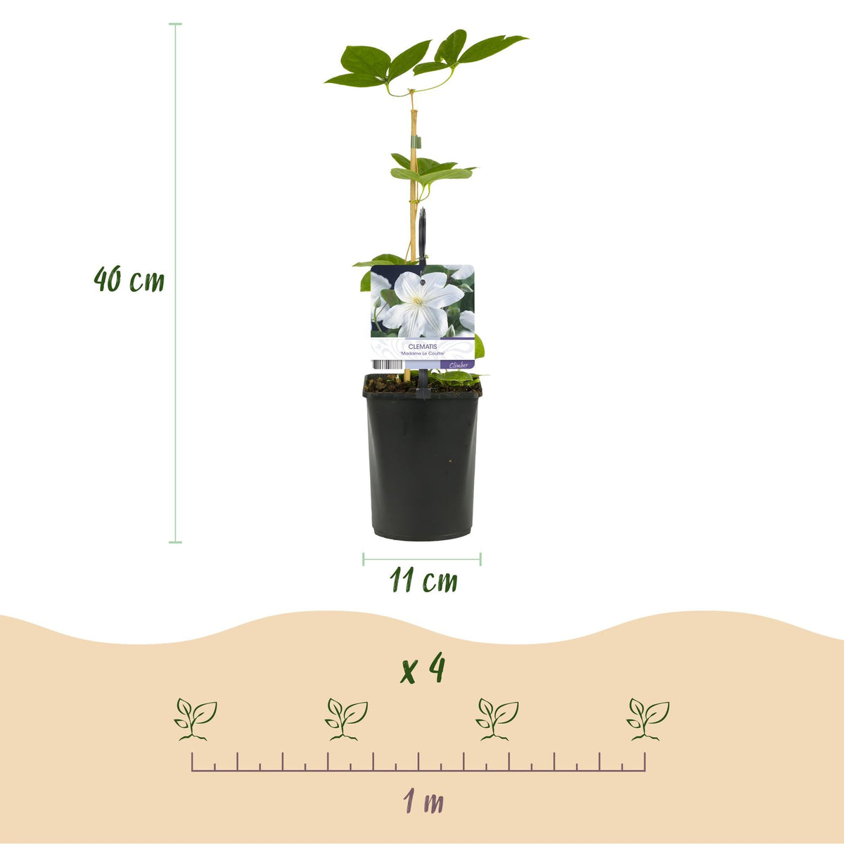 Kletterpflanze Clematis Madame Le Coultre – Cremig weiße Blüten – Wenig Pflege – 2 Pflanzen – 11 cm Höhe 40 cm – Für Garten, Terrasse & Pergolen 