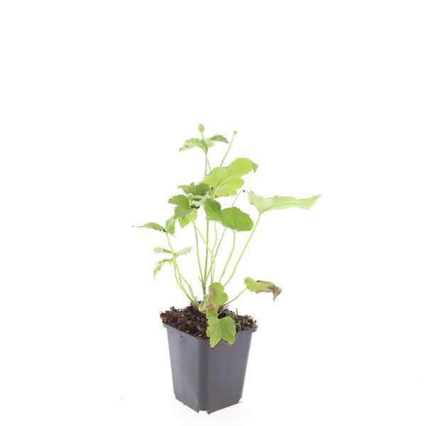 Japan – Herbst – Anemone hyb. 'Honorine Jobert' – ↕10-25cm – Ø9cm – Herbstblüher – Pflegeleicht – Ansicht 16