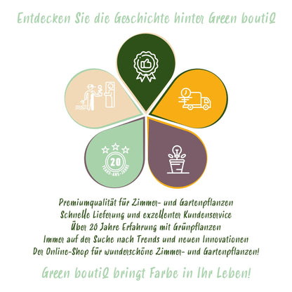 GreenboutiQ - Blumenzwiebeln - Narcis Replete - Farbe Weiß und Orange - 10 Stück - Zwiebelgröße 10/12 - XXL Pack 