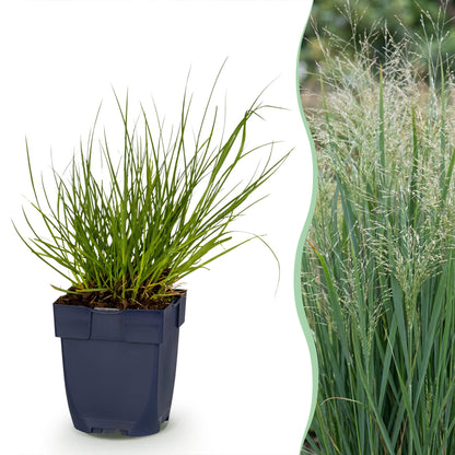 Rutenhirse 'Northwind' – Panicum virgatum 'Northwind' – Topf Ø11cm
