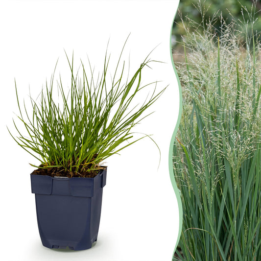 Rutenhirse 'Northwind' – Panicum virgatum 'Northwind' – Topf Ø11cm