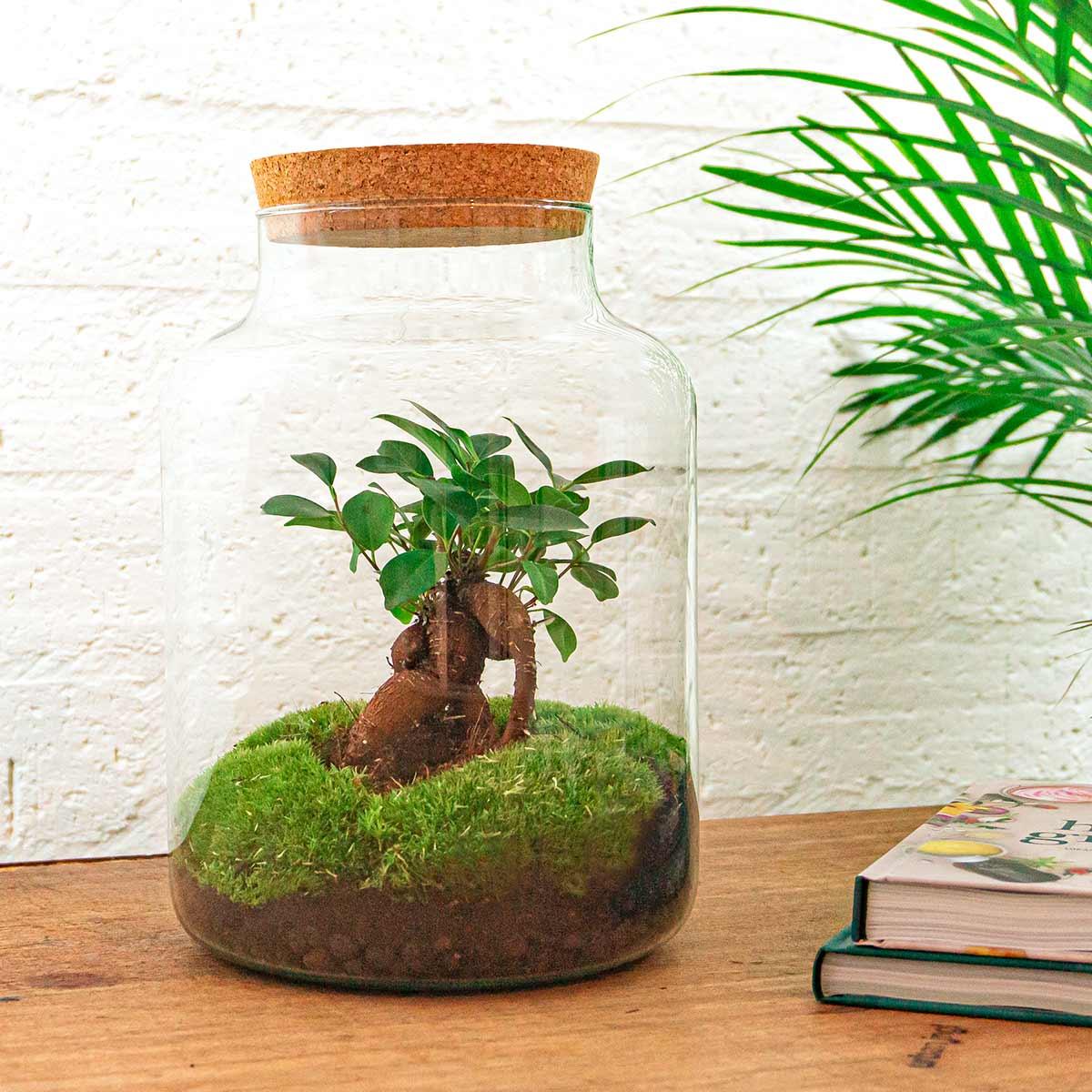 Flaschengarten DIY Bausatz Terrarium Milky Bonsai – Ø21cm – ↕30cm – Do-It-Yourself Flaschengarten Set mit Ficus Ginseng Bonsai 