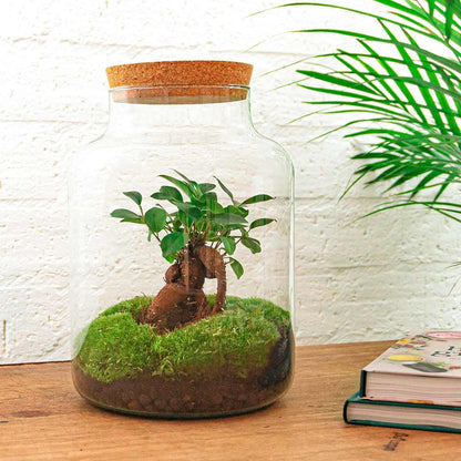 Flaschengarten DIY Bausatz Terrarium Milky Bonsai – Ø21cm – ↕30cm – Do-It-Yourself Flaschengarten Set mit Ficus Ginseng Bonsai 