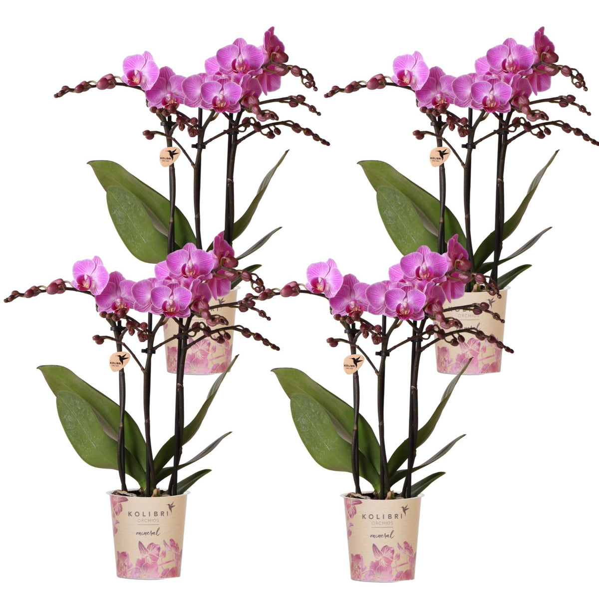 Phalaenopsis Orchideen Wien – 2 Orchideen – Ø9cm – Dunkelrosa/Violett blühende Multiflora Orchideen – Zimmerpflanzen – Frisch