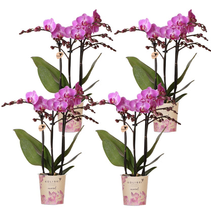 Phalaenopsis Orchideen Wien – 2 Orchideen – Ø9cm – Dunkelrosa/Violett blühende Multiflora Orchideen – Zimmerpflanzen – Frisch