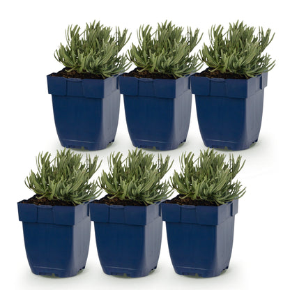 Lavendel 'Dwarf Blue' – Lavandula angustifolia 'Dwarf Blue' – Topf Ø11cm – Ansicht 2