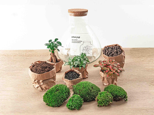 Flaschengarten Terrarium Sam XL Bonsai – DIY Bausatz – 35cm Hoch – Ø30cm – Selbstgebautes Mini-Ökosystem mit Ficus-Ginseng-Bonsai & Fittonia – Komplett-Set für Anfänger & Naturfreunde 