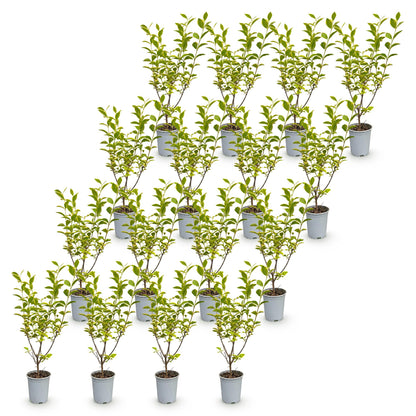 Buntblättriger Liguster – Ligustrum ovalifolium 'Aureum' – 16 Heckenpflanzen – Topf Ø9cm – Höhe 35-45cm – Ansicht 2