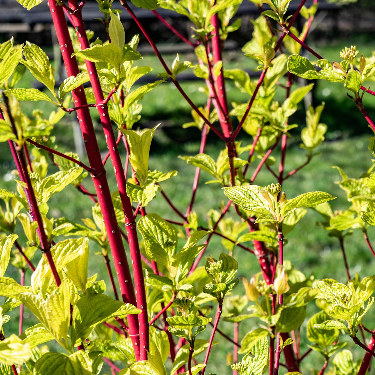 Rotholz-Hartriegel – Cornus alba 'Sibirica' – Ø17cm – ca. 45cm hoch – Zierstrauch mit roten Zweigen – Winterhart & pflegeleicht – Für Hecken & Einzelstellung – Bienenfreundlich 