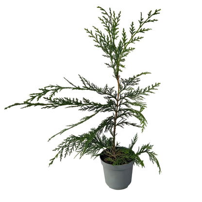 Leyland-Zypresse Cupressocyparis leylandii – Immergrüne Heckenpflanze – 8 Pflanzen – 1 m – 9 cm Höhe 35–40 cm – Schnellwachsend & Pflegeleicht 