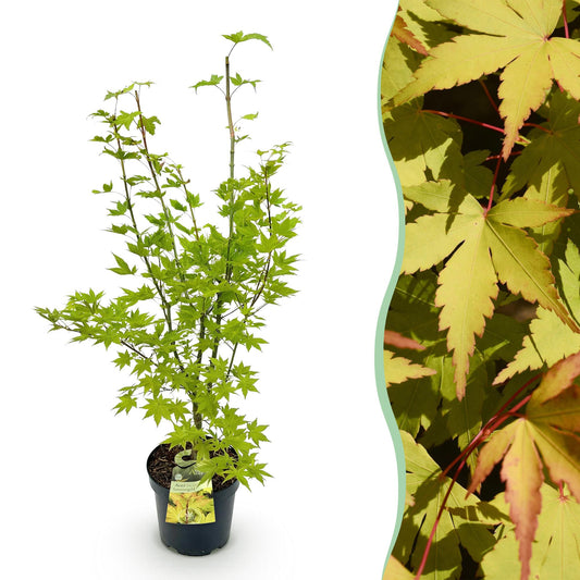 Green boutiQ - Gartenpflanze - Acer palmatum Summergold - Japanischer Ahorn - Laubabwerfend - Gelb - 1 - Topf 26cm - Höhe 90cm 