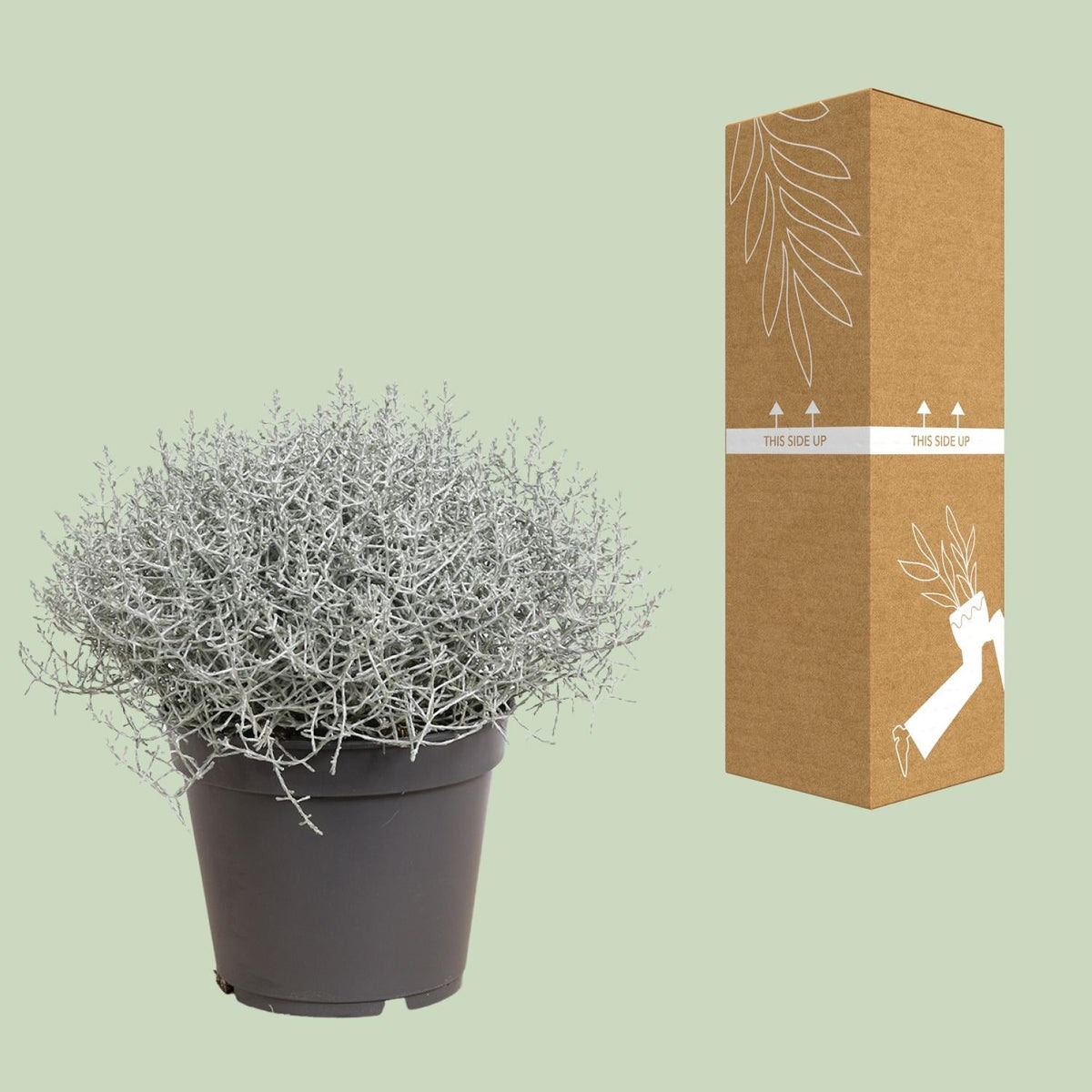 Leucophyta (Calocephalus) Brownii - Ø17cm - ↕30cm 