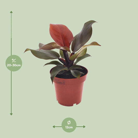 Philodendron Imperial Red – Ø12cm – ↕25cm – Tropische Zimmerpflanze – Luftreinigend & dekorativ – Pflegeleicht 