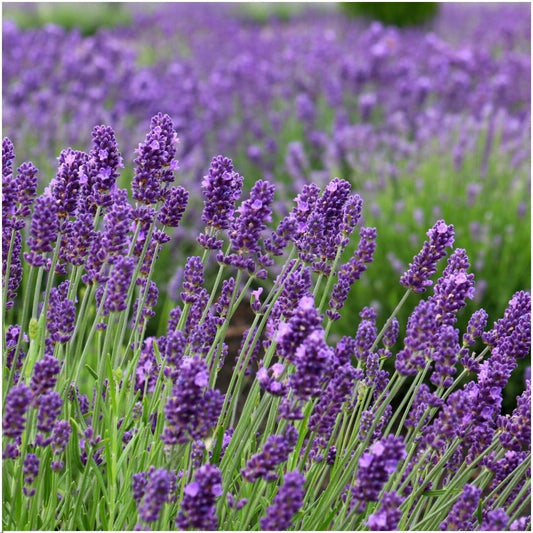 Echter Lavendel Felice – Lavandula angustifolia – Ø12 cm – 50 cm hoch – 24 Pflanzen – Winterhart – Duftend – Bienen & Schmetterlinge 