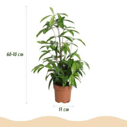 Green boutiQ - Zimmerpflanzen - Dracaena surculosa - Drachenblutbaum - Wenig Pflege - Grün - 1 Pflanze - Topf 17cm - Höhe 60-70cm 
