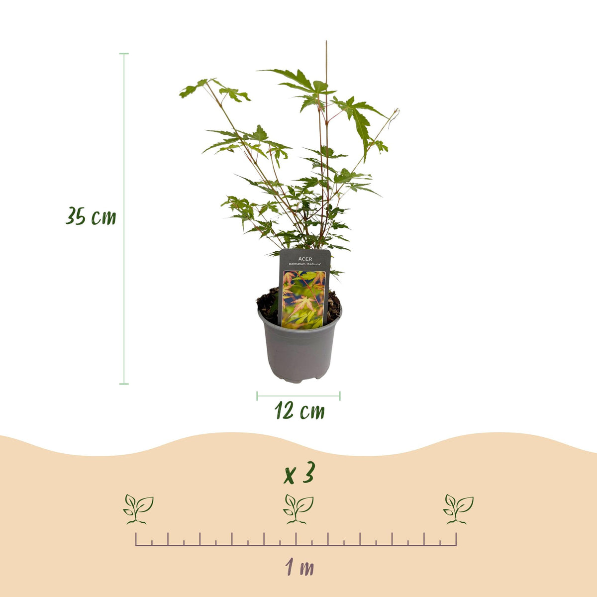 GreenboutiQ - Gartenpflanze - Acer palmatum Sangokaku - Grün - 1 Pflanze - Laubabwerfend - Wenig Pflege - Topf 12cm Höhe 35cm 