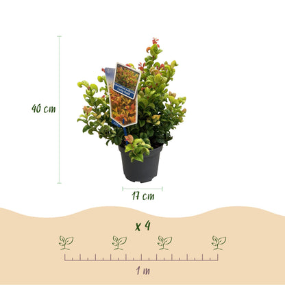 GreenboutiQ - Gartenpflanze - Leucothoe Curly Gold - Gelb - 1 Pflanze - Immergrün - Wenig Pflege - Topf 17cm Höhe 40cm 