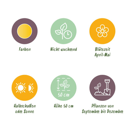 GreenboutiQ - Blumenzwiebeln - Tulp Vendeeglobe - Farbe Gelb - 12 Stück - Zwiebelgröße 11/12 - XXL Pack 