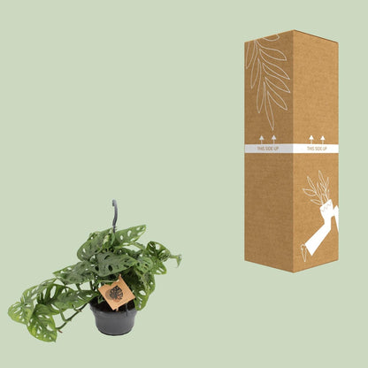 Fensterblatt Monstera Monkey Leaf – Zimmerpflanze – Ø14 cm – Höhe 30 cm – Luftreinigend – Pflegeleicht – Tropischer Indoor-Dschungel 