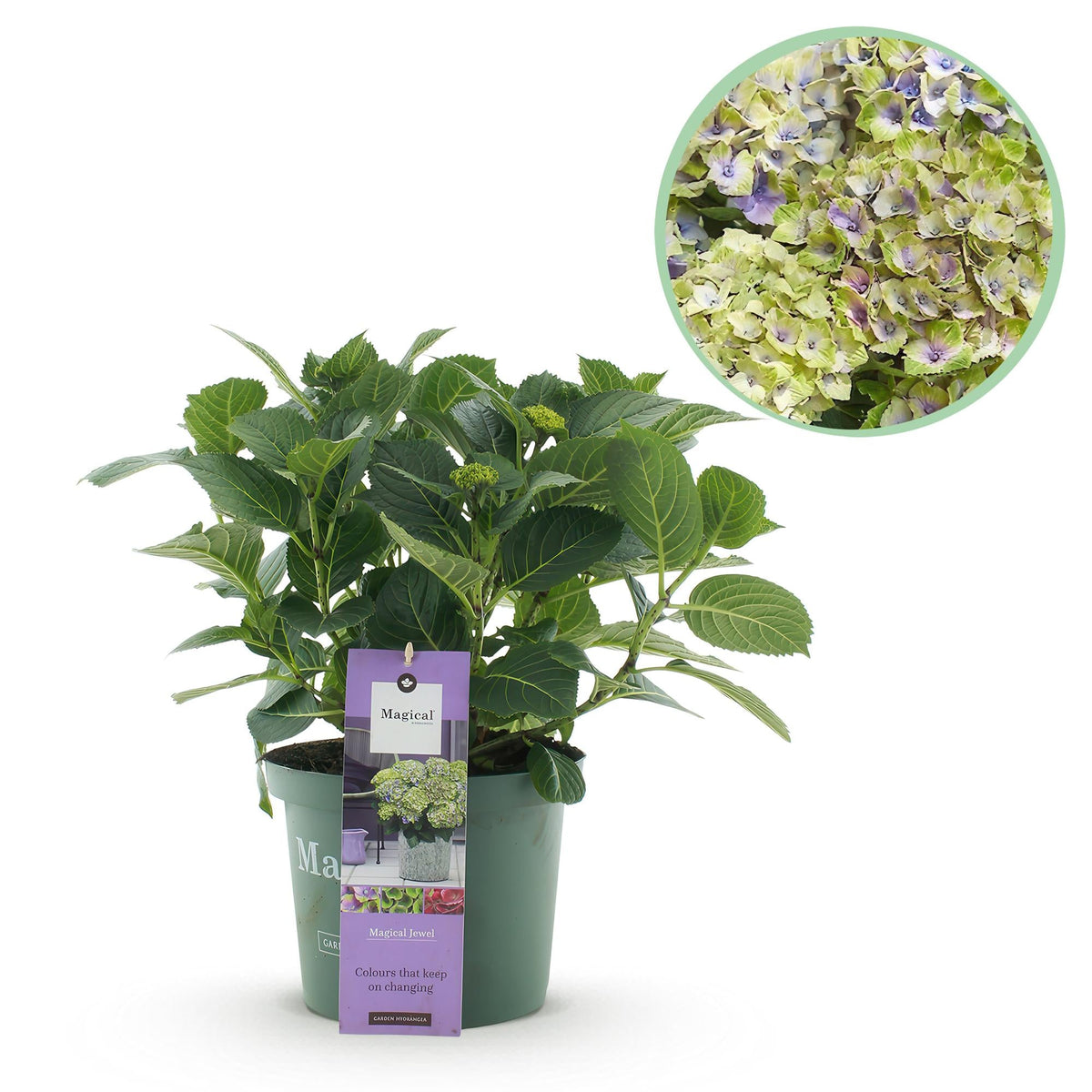 Hortensie Magical Jewel Blue – Hydrangea macrophylla – Blau – Balkonpflanze – Im 23 cm Topf – Ca. 55 cm hoch – 6–10 Blüten – Für Balkon, Terrasse & Beet – Pflegeleicht & Farbenprächtig 