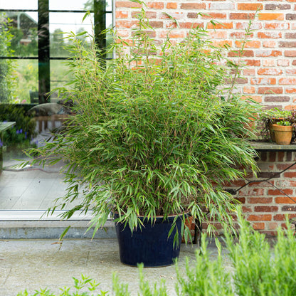 Green boutiQ - Gräser - Fargesia Rufa - Bambus - Nicht Ausbreitend - Grün - 1 Pflanze - Topf 23 cm - Höhe 80 cm 