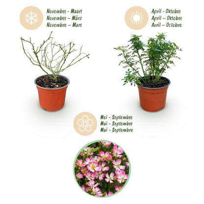 Green boutiQ - Gartenrose - Rosa Cutie Pie - Rose - Winterhart - Rosa - 1 Pflanze - Topf 12cm - Höhe 20-25cm 