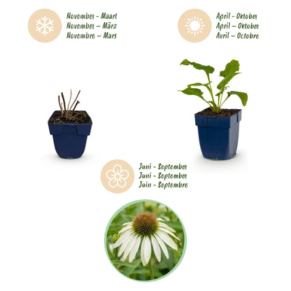 Sonnenhut 'Alba' (weiß) – Echinacea purpurea 'Alba' – Topf Ø11cm – Ansicht 4
