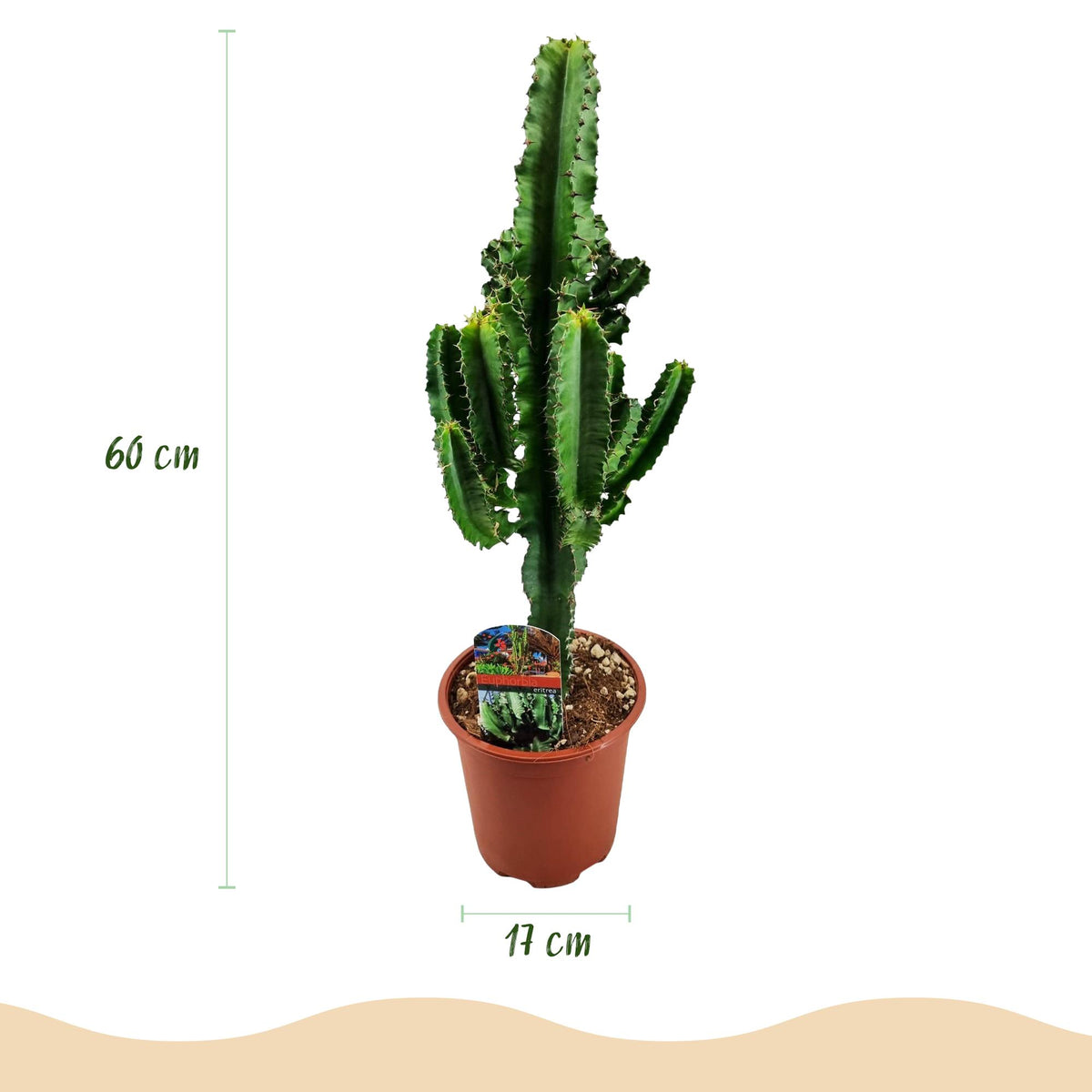 Green boutiQ - Zimmerpflanze - Euphorbia eritrea - Afrikanischer Milchbaum - Geringer Pflegeaufwand - Grün - 1 - Topf 17cm - Höhe 60cm 