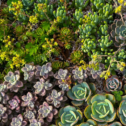 Green boutiQ - Bodembedekker - Winterhard - Alpine Mix - 8 Planten - Diversen Kleuren  - Weinig Onderhoud - Pot 14 Hoogte 17 