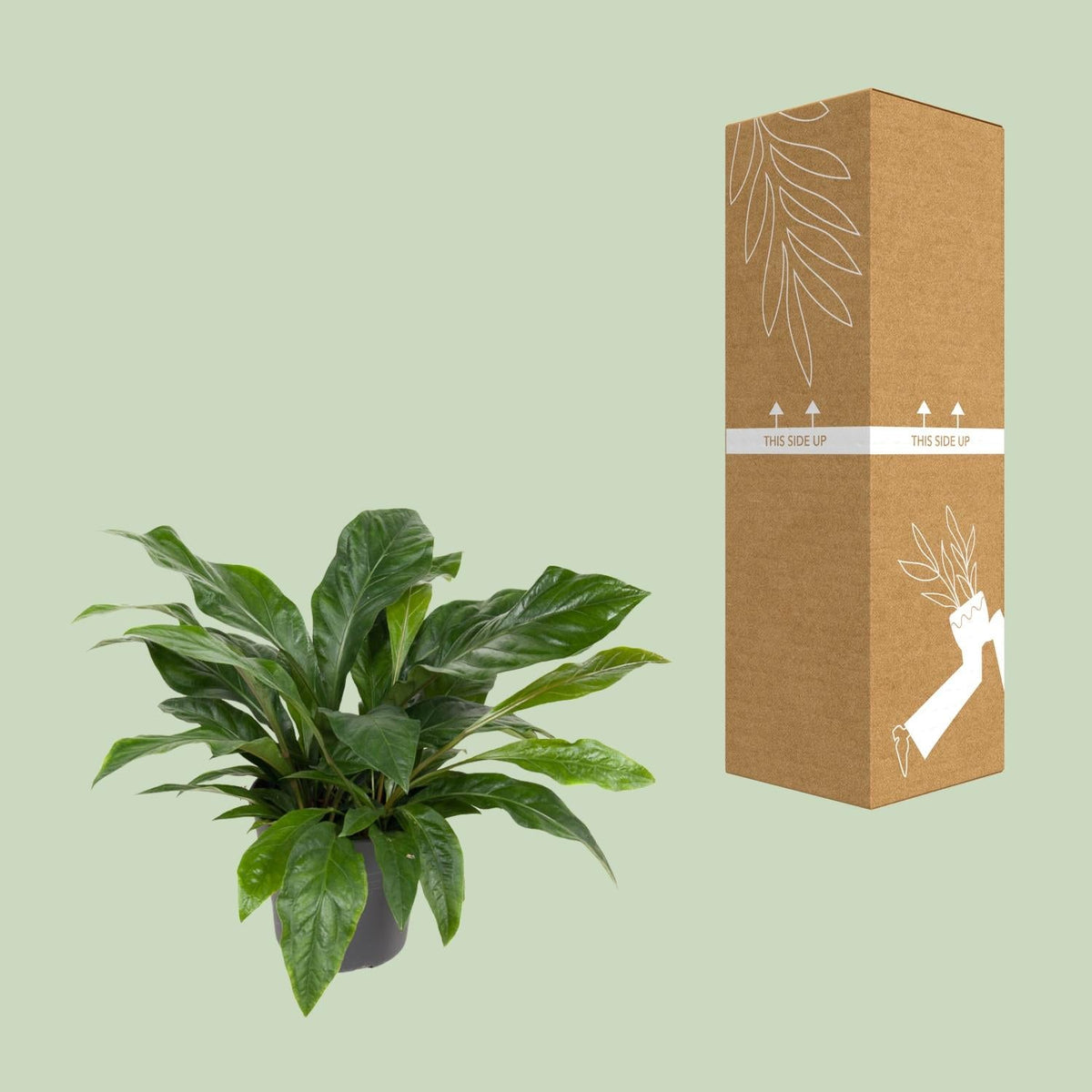 Flamingoblume – Anthurium Jungle Bush – Zimmerpflanze – Ø30 cm – ↕70 cm – Pflegeleicht – Leuchtendes Laub – Tropisches Flair 