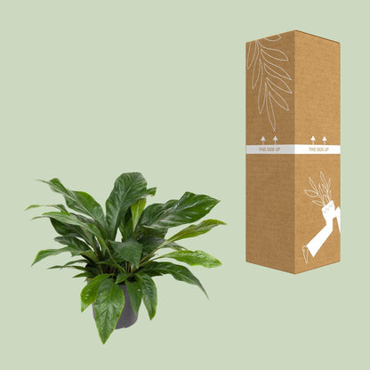 Flamingoblume – Anthurium Jungle Bush – Zimmerpflanze – Ø30 cm – ↕70 cm – Pflegeleicht – Leuchtendes Laub – Tropisches Flair 