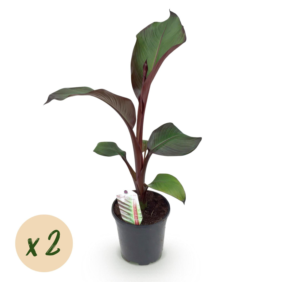 Bananenpflanze Ensete ventricosum Maurelli – 2 Pflanzen – Winterhart – Obstpflanze – Ø17 cm, Höhe ca. 40 cm – Exotischer Blickfang für Garten, Balkon & Terrasse 