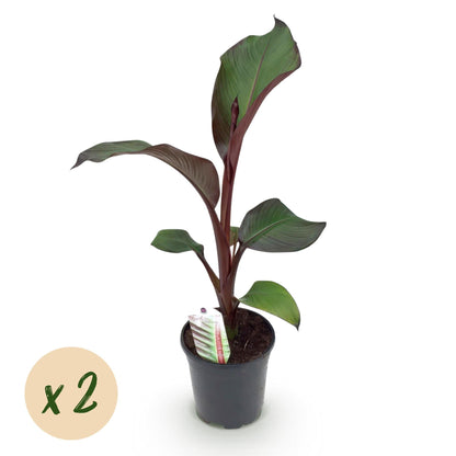 Bananenpflanze Ensete ventricosum Maurelli – 2 Pflanzen – Winterhart – Obstpflanze – Ø17 cm, Höhe ca. 40 cm – Exotischer Blickfang für Garten, Balkon & Terrasse 