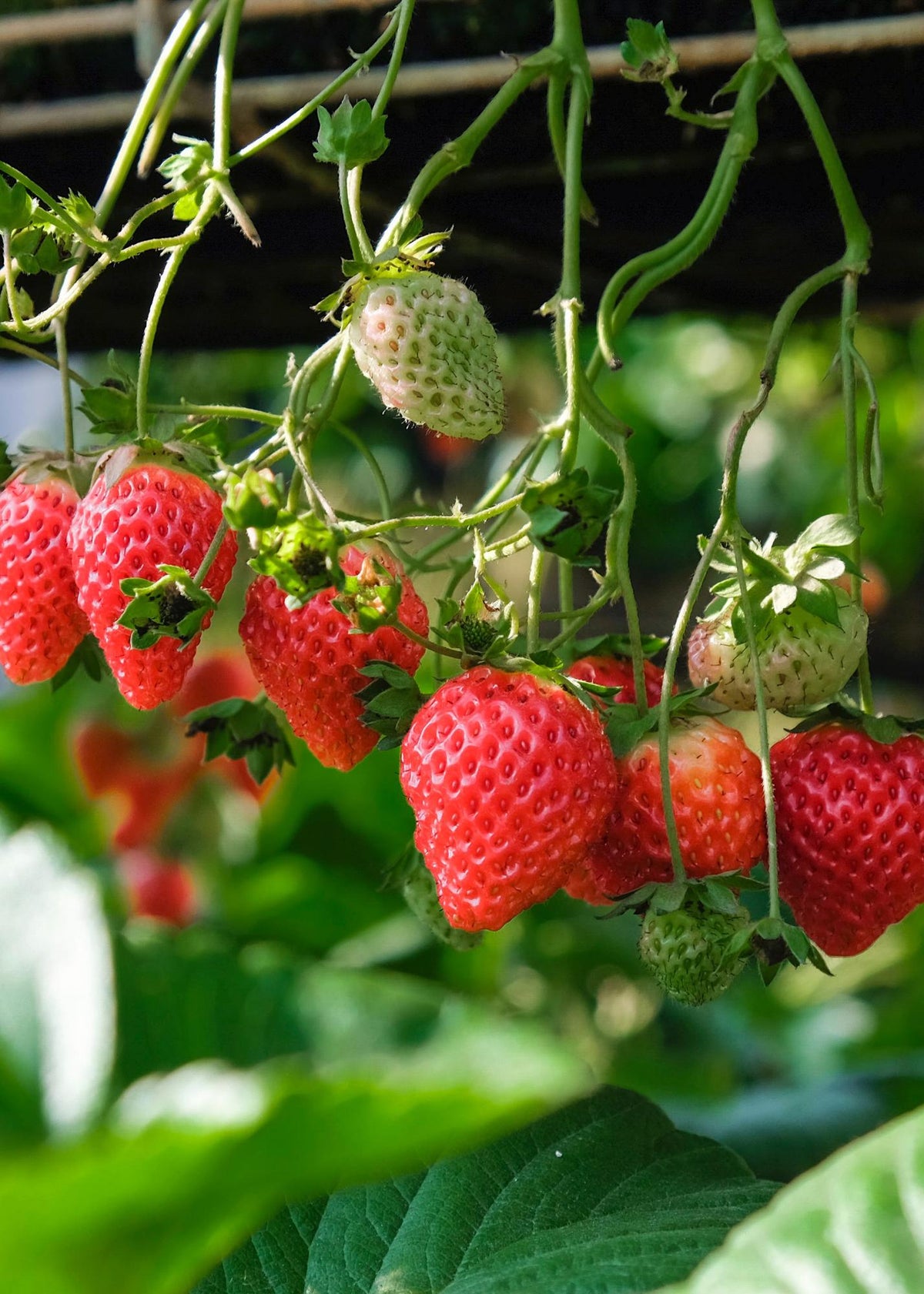 Fragaria x ananassa Delizzimo - Ø13cm - ↕45cm 